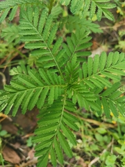 Tagetes foetidissima