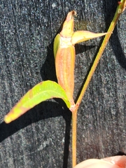 Ludwigia linearis