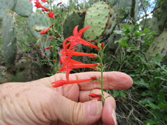 Ipomopsis aggregata formosissima