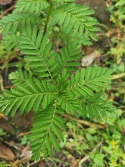 Tagetes foetidissima