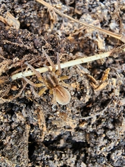 Trochosa