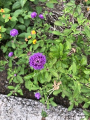 Centratherum punctatum