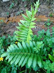 Blechnum chilense