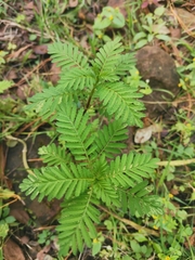Tagetes foetidissima
