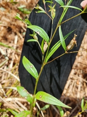 Ludwigia linearis