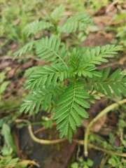 Tagetes foetidissima