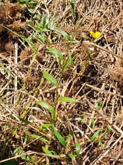 Ludwigia linearis
