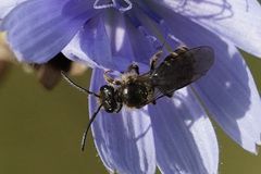 Lasioglossum marginatum