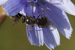 Lasioglossum marginatum