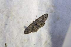 Ectropis crepuscularia