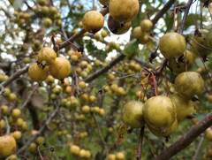 Malus prunifolia