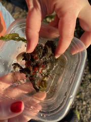 Clathria prolifera
