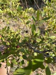Vaccinium arboreum