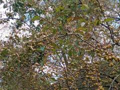 Malus coronaria