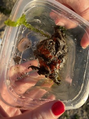 Clathria prolifera