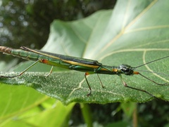 Damasippus