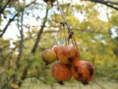 Malus prunifolia