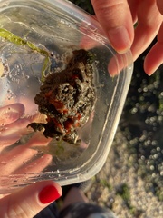 Clathria prolifera