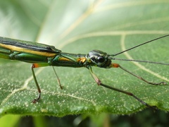 Damasippus