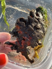 Clathria prolifera
