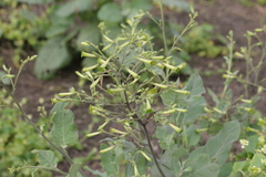 Nicotiana paniculata