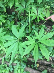 Pinellia pedatisecta