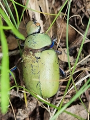 Chrysina erubescens