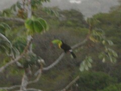 Ramphastos sulfuratus
