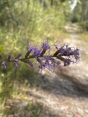 Liatris