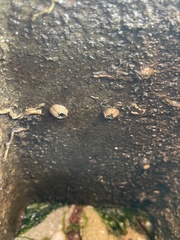 Hexanauplia