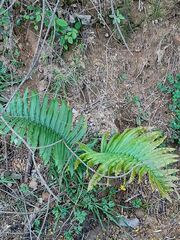 Blechnum chilense