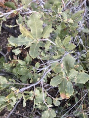 Quercus grisea