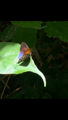 Drupadia ravindra moorei