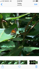 Drupadia ravindra moorei