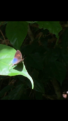 Drupadia ravindra moorei