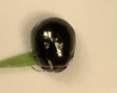 Brachyplatys subaeneus