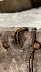 Spodoptera ornithogalli