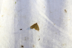 Thalera pistasciaria