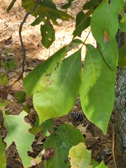 Carya texana