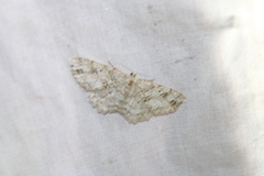 Melanolophia