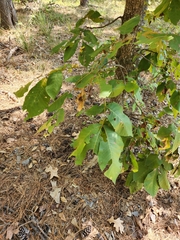 Carya texana