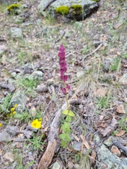 Agastache mexicana