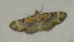 Eupithecia linariata