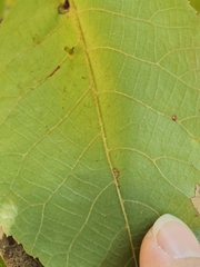 Carya texana