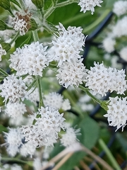 Ageratina aromatica
