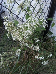Ageratina aromatica