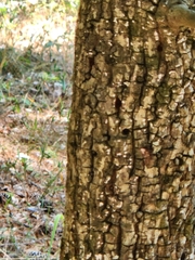 Carya texana