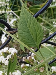 Ageratina aromatica