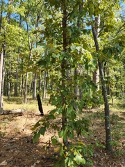 Carya texana