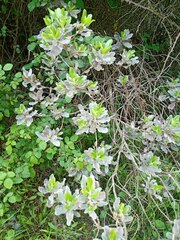 Escallonia pulverulenta